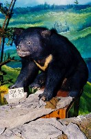 Formosan Black Bear Collection Image, Figure 4, Total 13 Figures